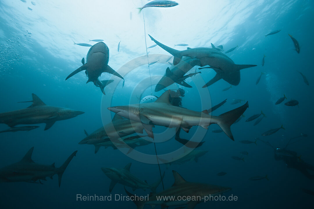 Schwarzspitzenhaie, Carcharhinus limbatus, Aliwal Shoal, Indischer Ozean, Suedafrika