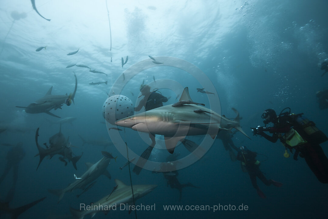 Schwarzspitzenhaie, Carcharhinus limbatus, Aliwal Shoal, Indischer Ozean, Suedafrika