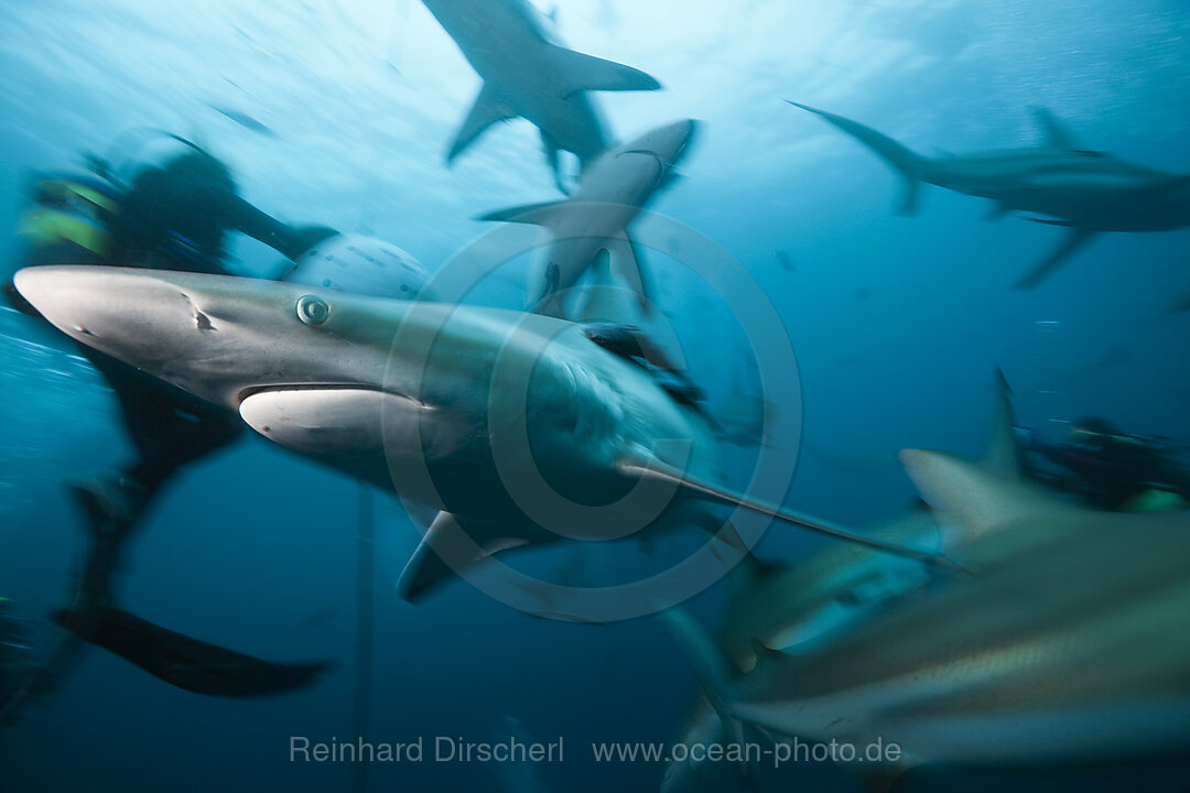 Schwarzspitzenhaie, Carcharhinus limbatus, Aliwal Shoal, Indischer Ozean, Suedafrika