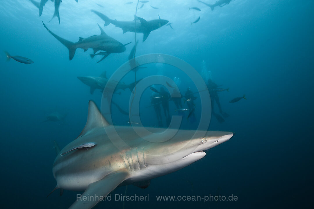 Schwarzspitzenhaie, Carcharhinus limbatus, Aliwal Shoal, Indischer Ozean, Suedafrika