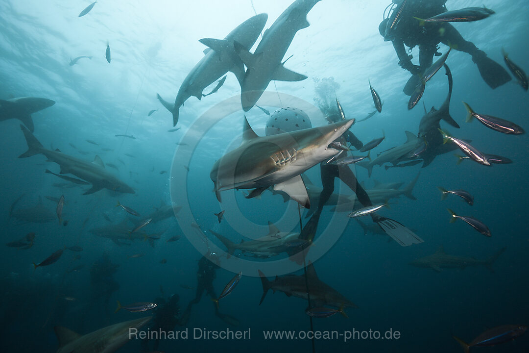 Schwarzspitzenhaie, Carcharhinus limbatus, Aliwal Shoal, Indischer Ozean, Suedafrika