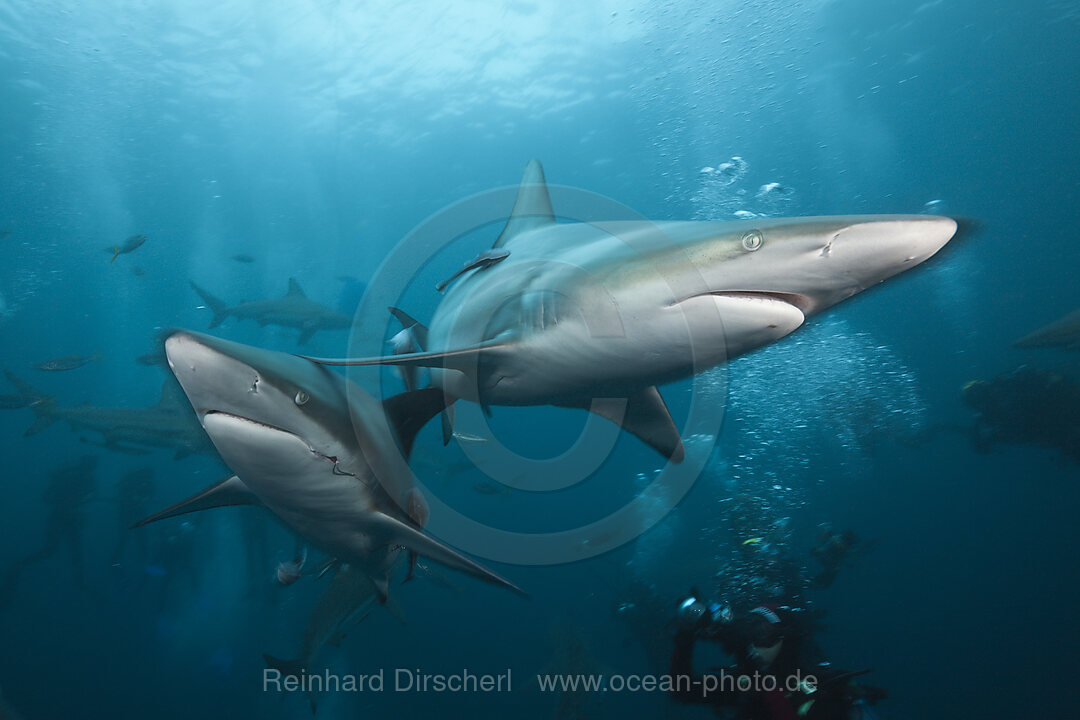 Schwarzspitzenhaie, Carcharhinus limbatus, Aliwal Shoal, Indischer Ozean, Suedafrika