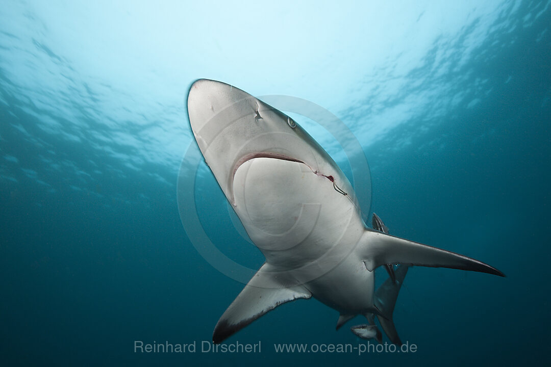 Schwarzspitzenhai, Carcharhinus limbatus, Aliwal Shoal, Indischer Ozean, Suedafrika