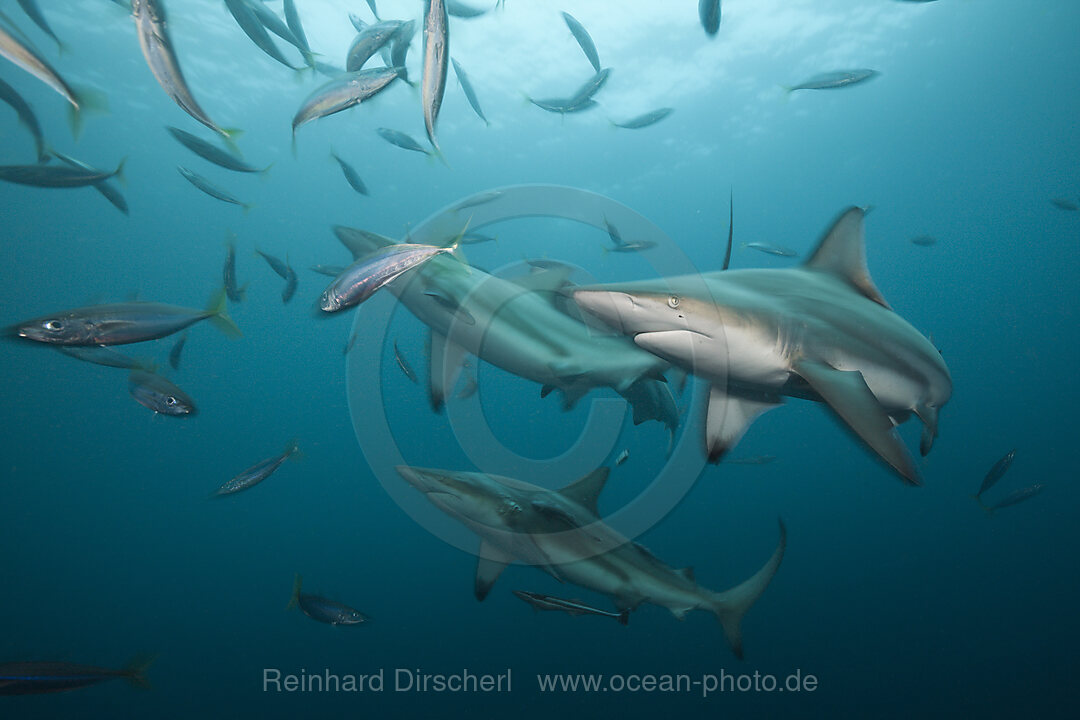 Schwarzspitzenhaie, Carcharhinus limbatus, Aliwal Shoal, Indischer Ozean, Suedafrika