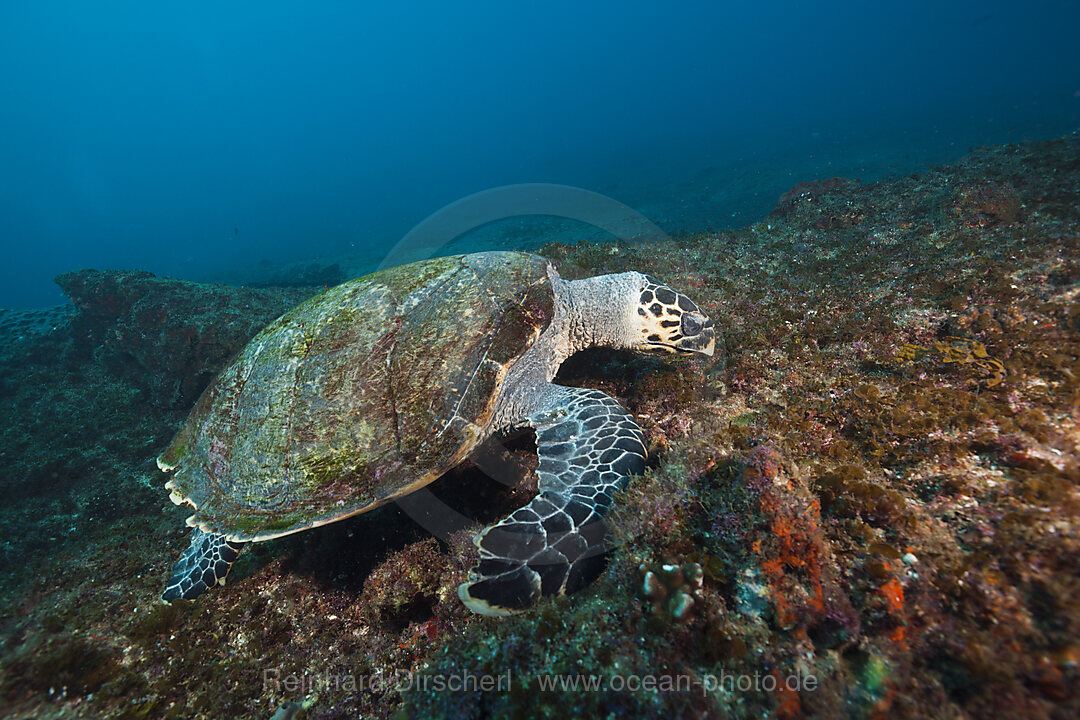 Hawksbill Sea Turtle