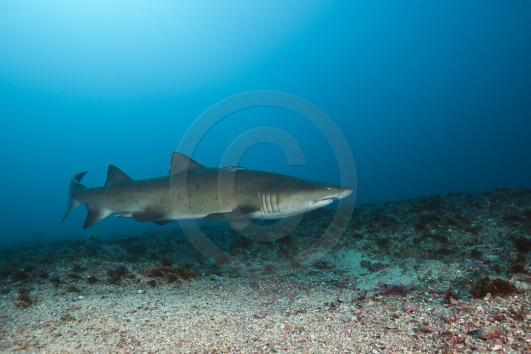 Sandtigerhai, Carcharias taurus, Aliwal Shoal, Indischer Ozean, Suedafrika