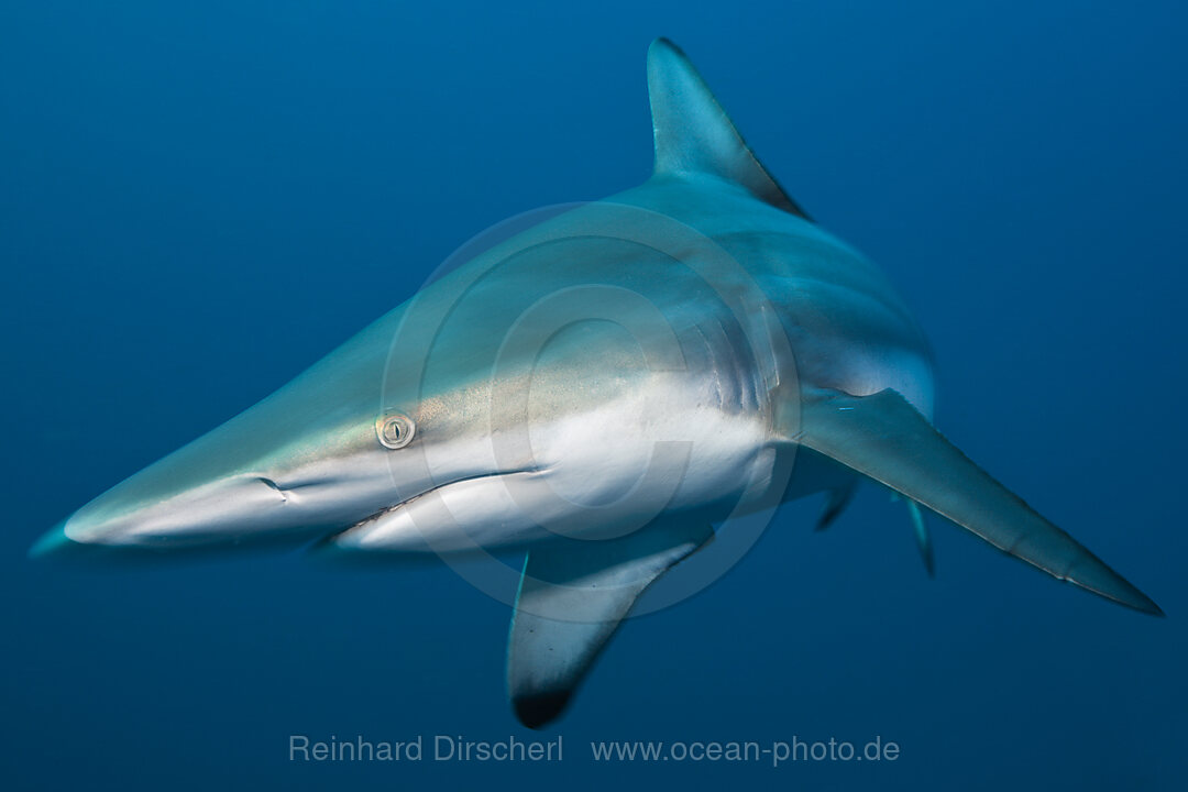 Schwarzspitzenhai, Carcharhinus limbatus, Aliwal Shoal, Indischer Ozean, Suedafrika