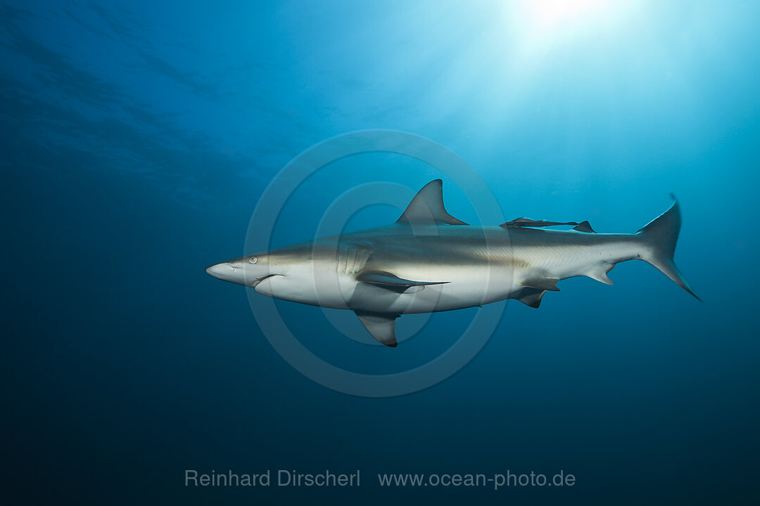 Schwarzspitzenhai, Carcharhinus limbatus, Aliwal Shoal, Indischer Ozean, Suedafrika