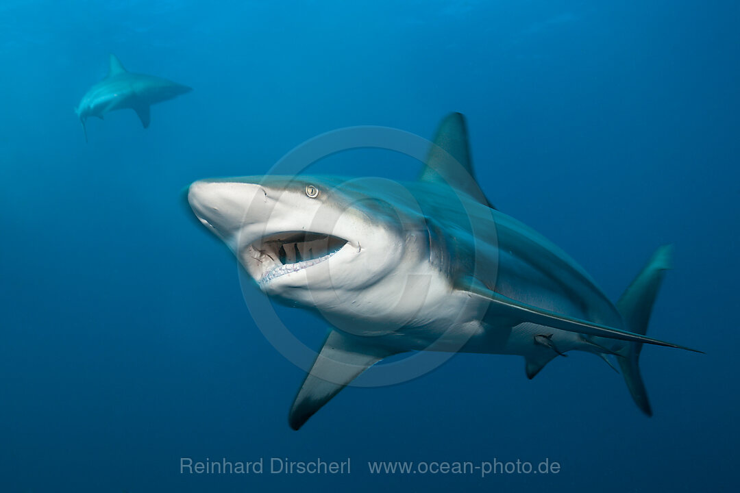 Schwarzspitzenhai, Carcharhinus limbatus, Aliwal Shoal, Indischer Ozean, Suedafrika