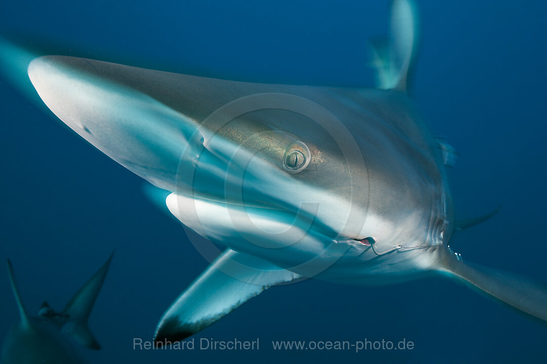 Schwarzspitzenhai, Carcharhinus limbatus, Aliwal Shoal, Indischer Ozean, Suedafrika