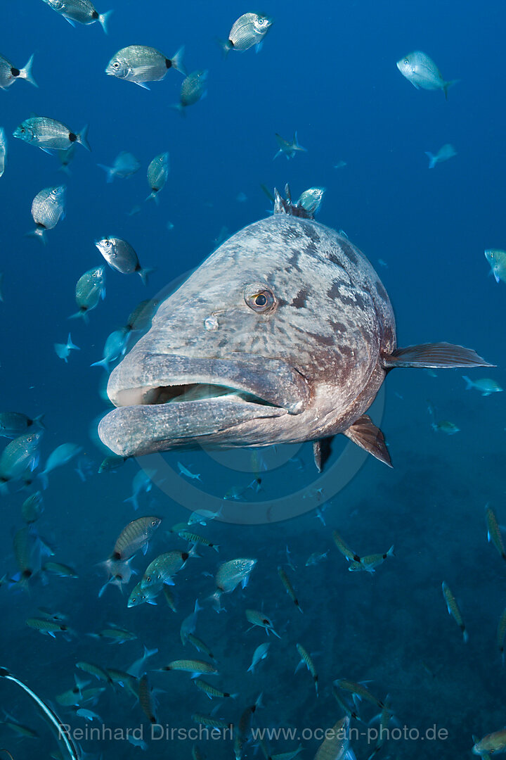 Kartoffel-Zackenbarsch, Epinephelus tukula, Aliwal Shoal, Indischer Ozean, Suedafrika