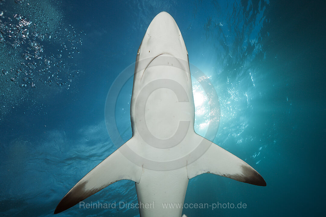 Schwarzspitzenhai, Carcharhinus limbatus, Aliwal Shoal, Indischer Ozean, Suedafrika