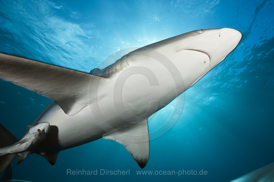 Blacktip Shark, Carcharhinus limbatus, Aliwal Shoal, Indian Ocean, South Africa