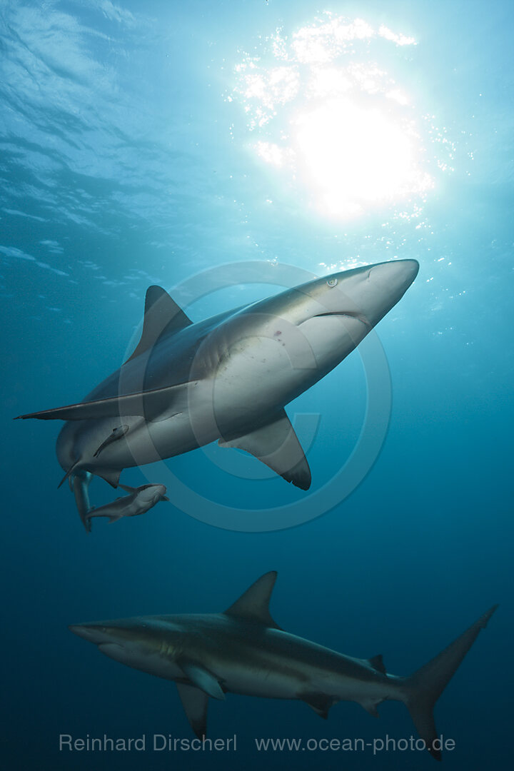 Schwarzspitzenhai, Carcharhinus limbatus, Aliwal Shoal, Indischer Ozean, Suedafrika