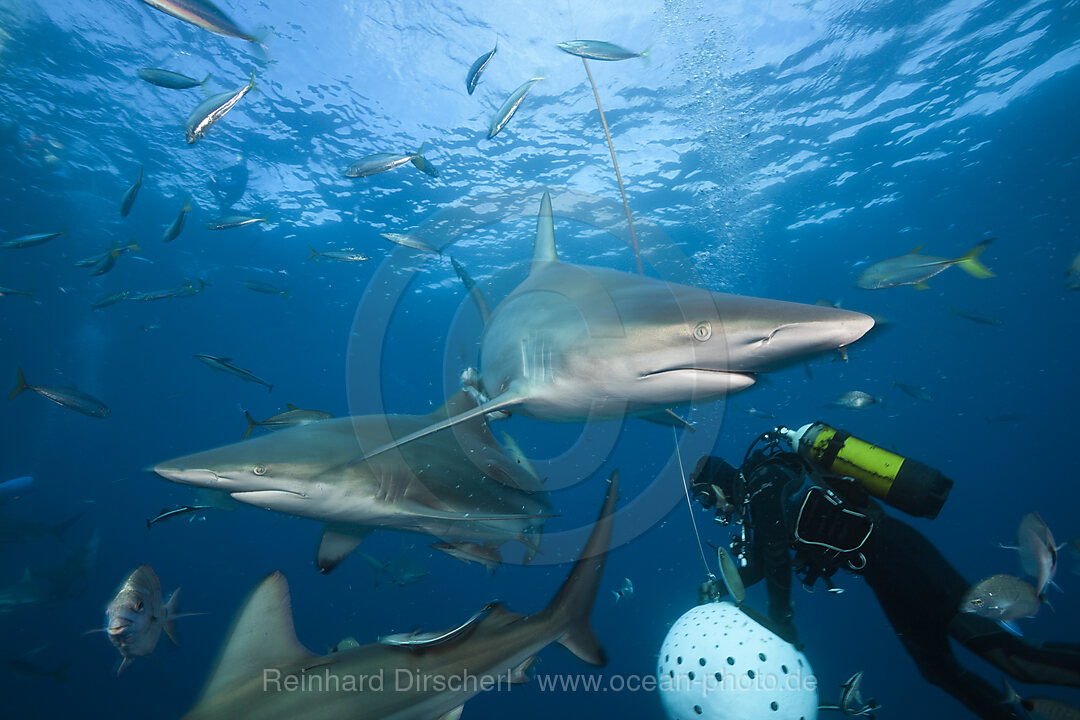 Schwarzspitzenhaie, Carcharhinus limbatus, Aliwal Shoal, Indischer Ozean, Suedafrika