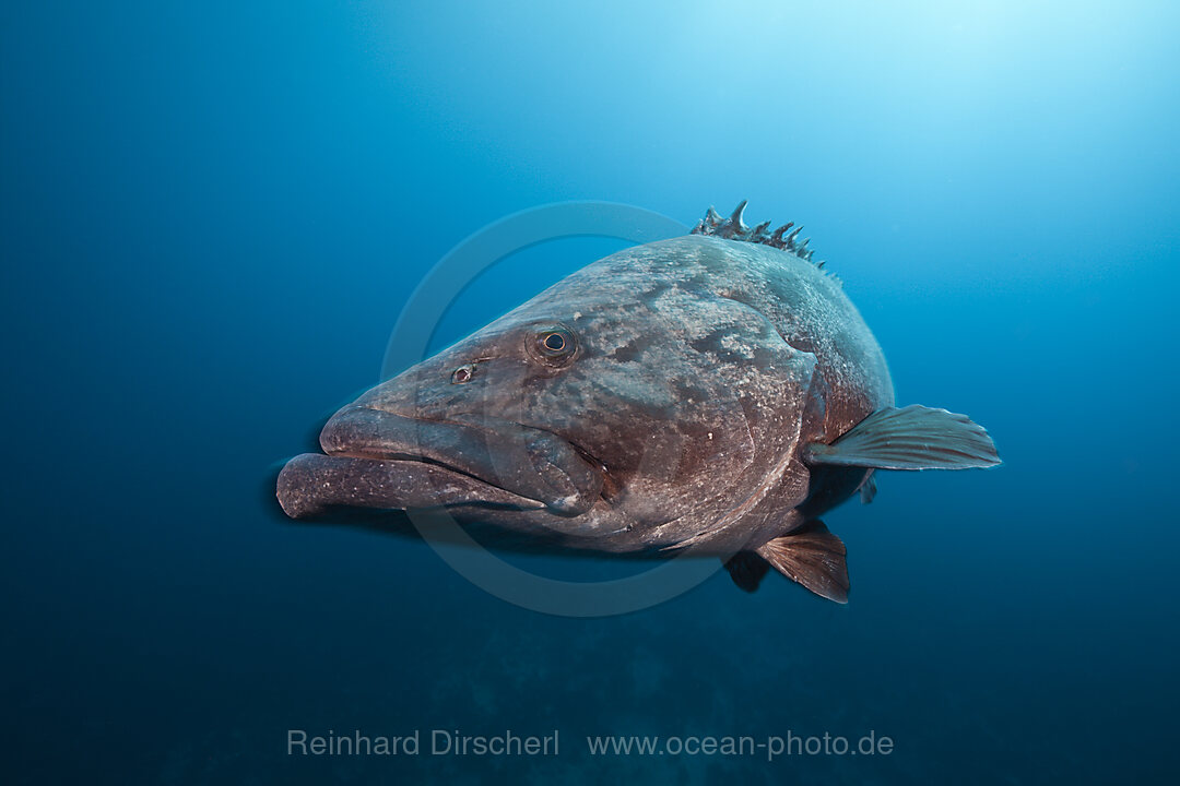 Kartoffel-Zackenbarsch, Epinephelus tukula, Aliwal Shoal, Indischer Ozean, Suedafrika