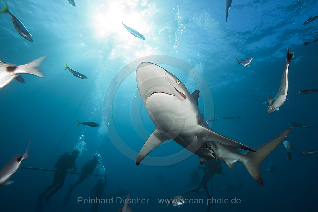 Schwarzspitzenhaie, Carcharhinus limbatus, Aliwal Shoal, Indischer Ozean, Suedafrika