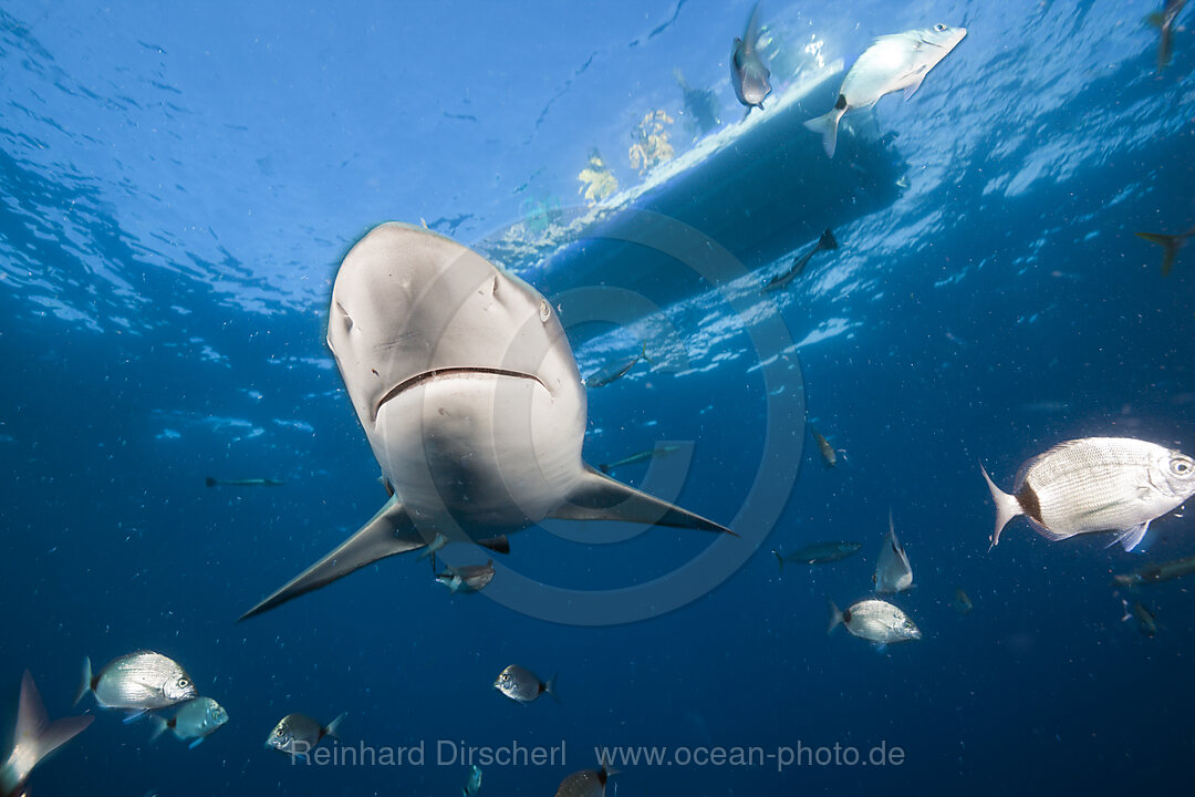 Schwarzspitzenhai, Carcharhinus limbatus, Aliwal Shoal, Indischer Ozean, Suedafrika