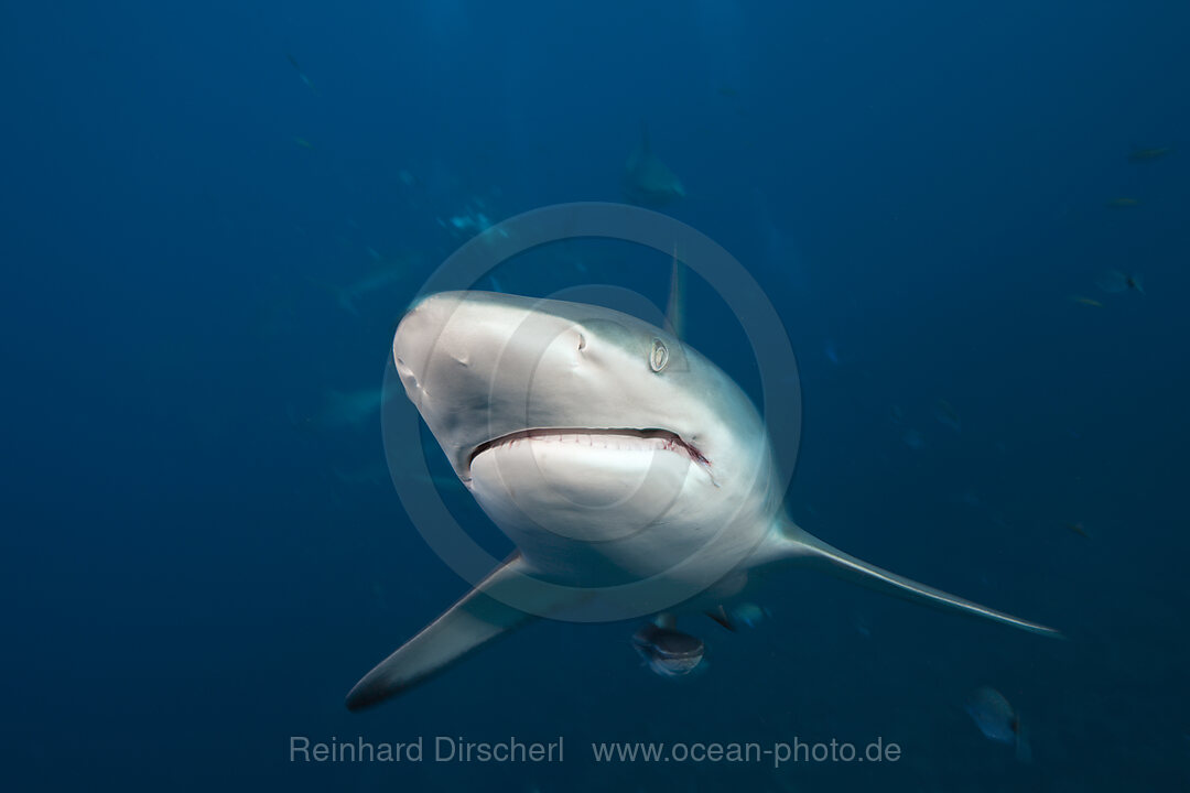 Schwarzspitzenhai, Carcharhinus limbatus, Aliwal Shoal, Indischer Ozean, Suedafrika