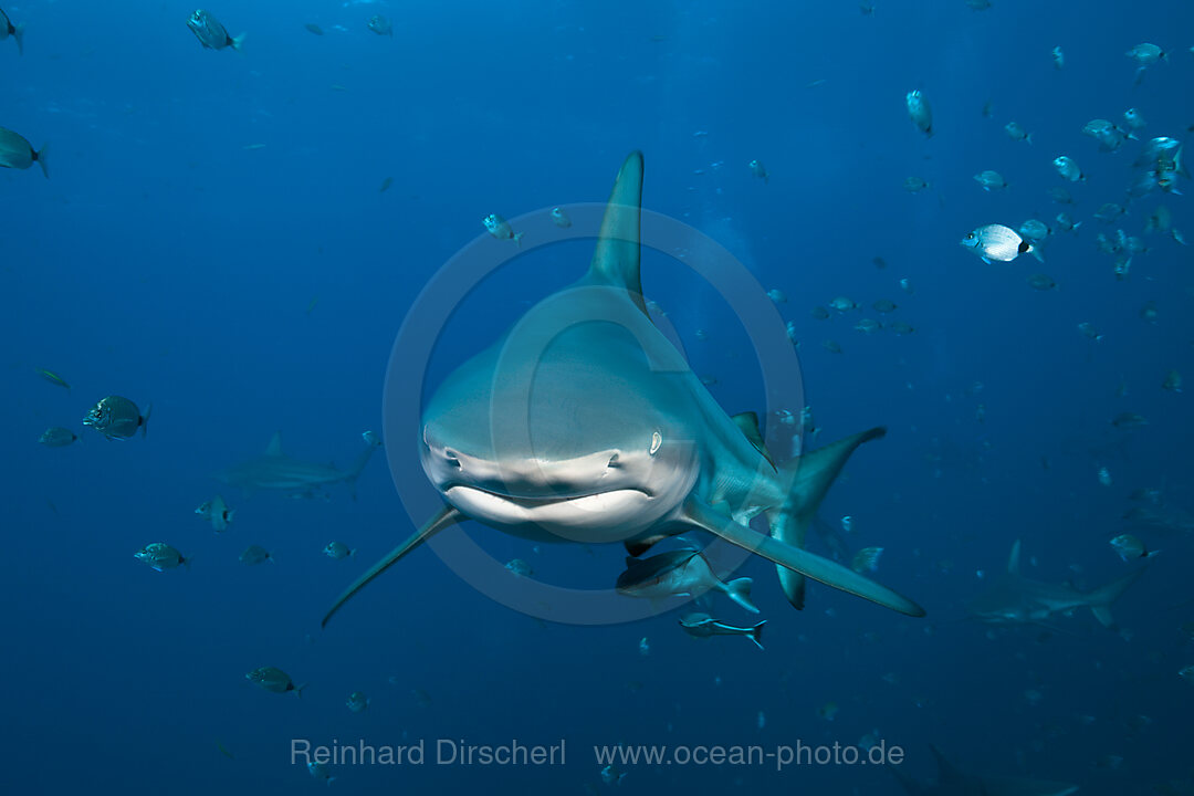 Blacktip Shark, Carcharhinus limbatus, Aliwal Shoal, Indian Ocean, South Africa