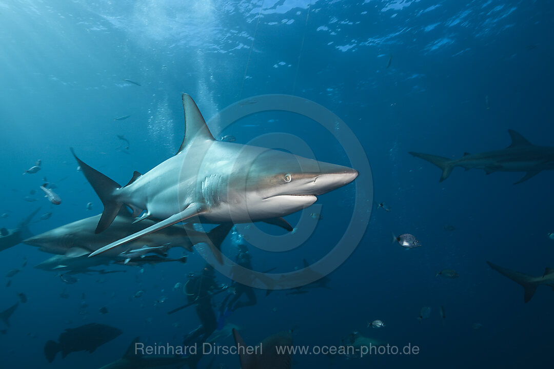 Schwarzspitzenhaie, Carcharhinus limbatus, Aliwal Shoal, Indischer Ozean, Suedafrika