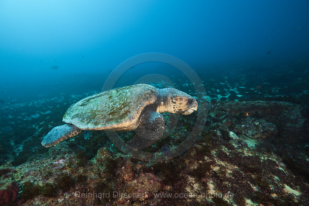 Unechte Karettschildkroete, Caretta caretta, Aliwal Shoal, Indischer Ozean, Suedafrika