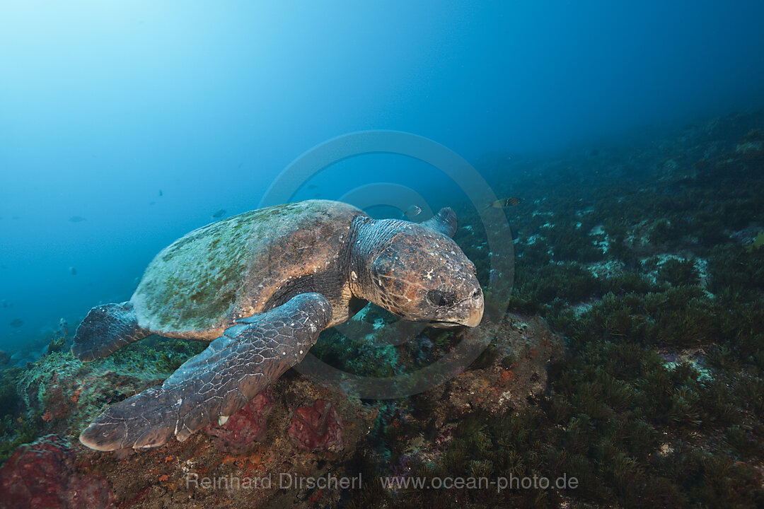 Unechte Karettschildkroete, Caretta caretta, Aliwal Shoal, Indischer Ozean, Suedafrika