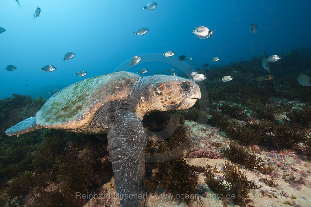 Unechte Karettschildkroete, Caretta caretta, Aliwal Shoal, Indischer Ozean, Suedafrika