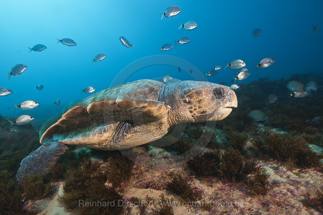 Unechte Karettschildkroete, Caretta caretta, Aliwal Shoal, Indischer Ozean, Suedafrika