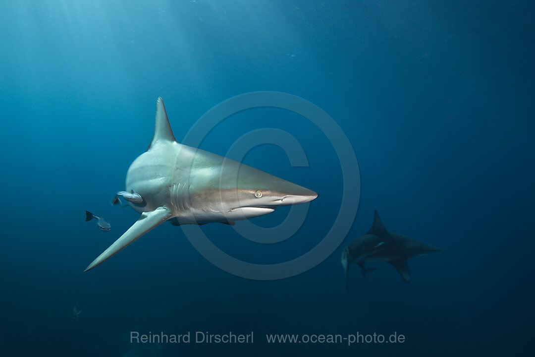 Schwarzspitzenhai, Carcharhinus limbatus, Aliwal Shoal, Indischer Ozean, Suedafrika