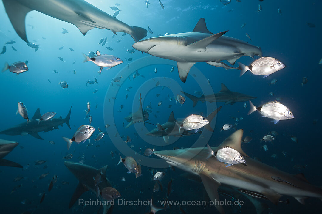 Blacktip Sharks, Carcharhinus limbatus, Aliwal Shoal, Indian Ocean, South Africa