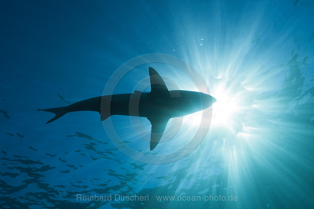 Blacktip Shark, Carcharhinus limbatus, Aliwal Shoal, Indian Ocean, South Africa