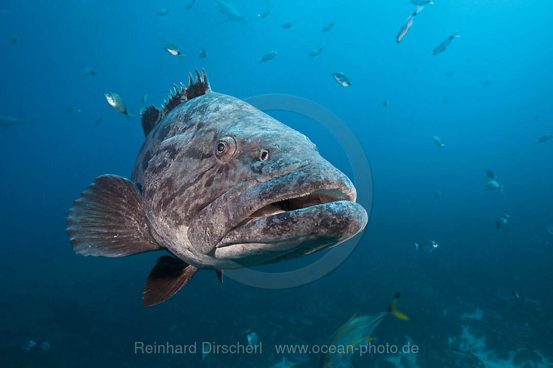 Kartoffel-Zackenbarsch, Epinephelus tukula, Aliwal Shoal, Indischer Ozean, Suedafrika