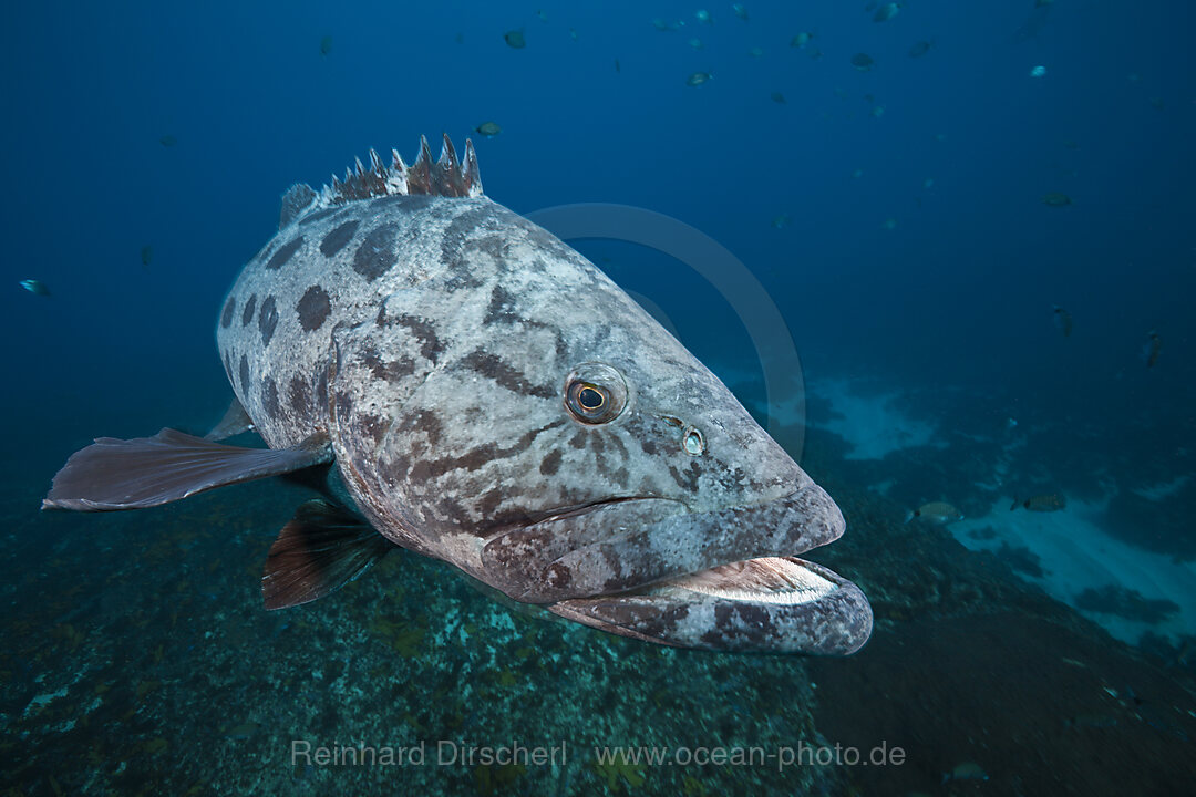 Potato Grouper