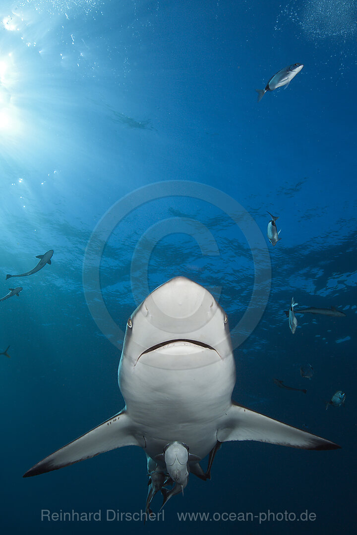 Schwarzspitzenhai, Carcharhinus limbatus, Aliwal Shoal, Indischer Ozean, Suedafrika