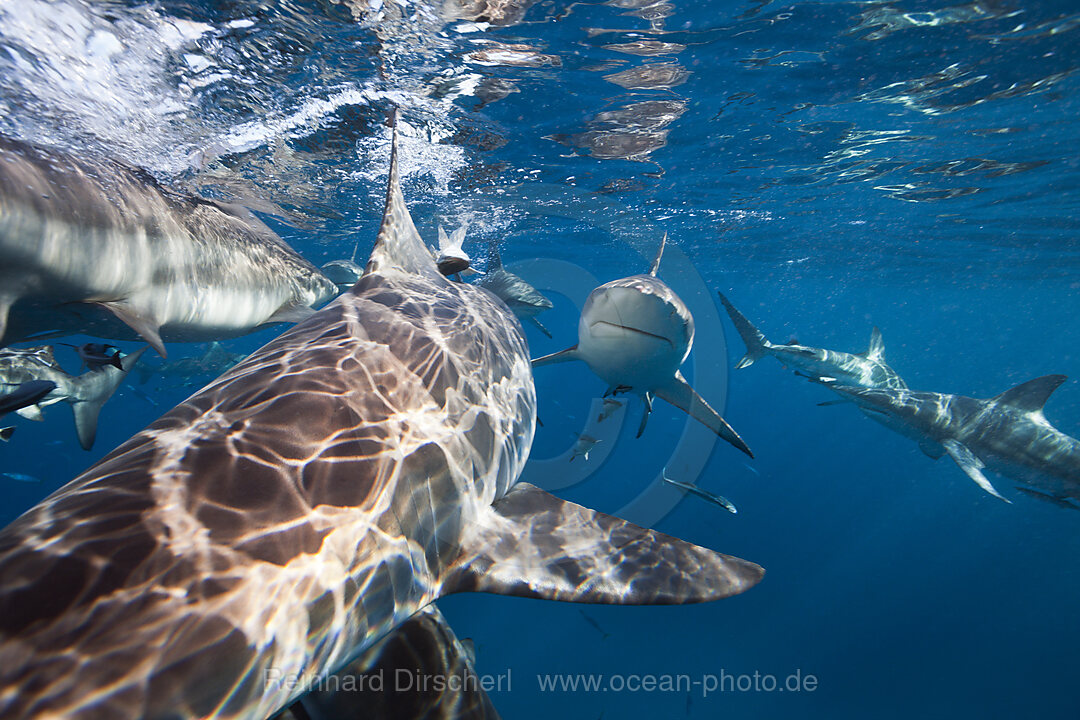 Schwarzspitzenhaie, Carcharhinus limbatus, Aliwal Shoal, Indischer Ozean, Suedafrika