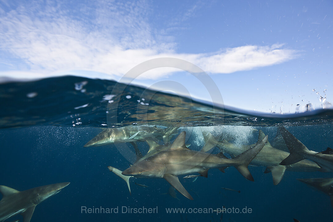 Schwarzspitzenhaie, Carcharhinus limbatus, Aliwal Shoal, Indischer Ozean, Suedafrika