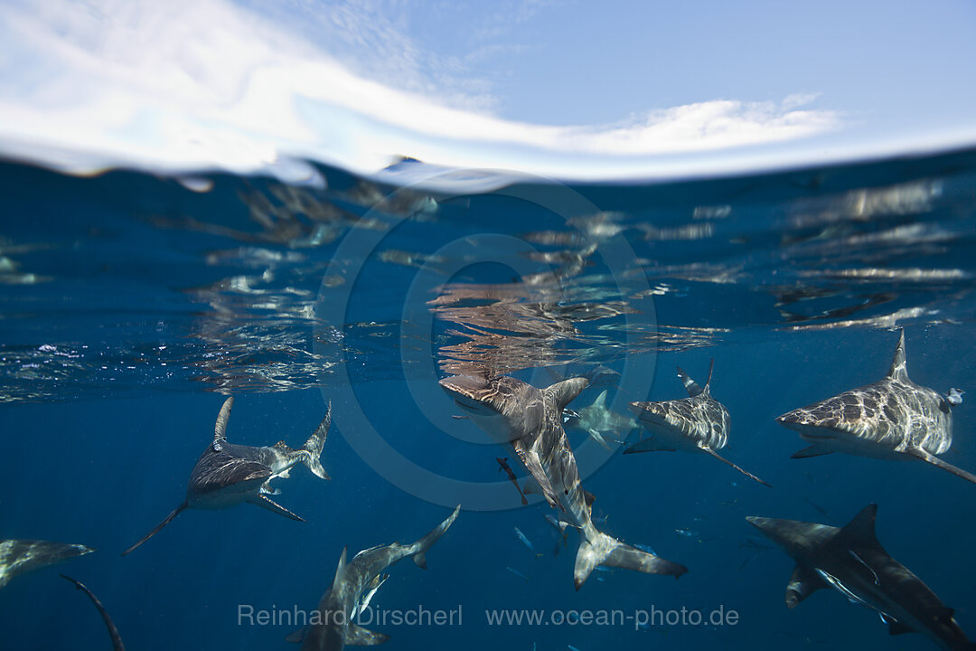 Schwarzspitzenhaie, Carcharhinus limbatus, Aliwal Shoal, Indischer Ozean, Suedafrika