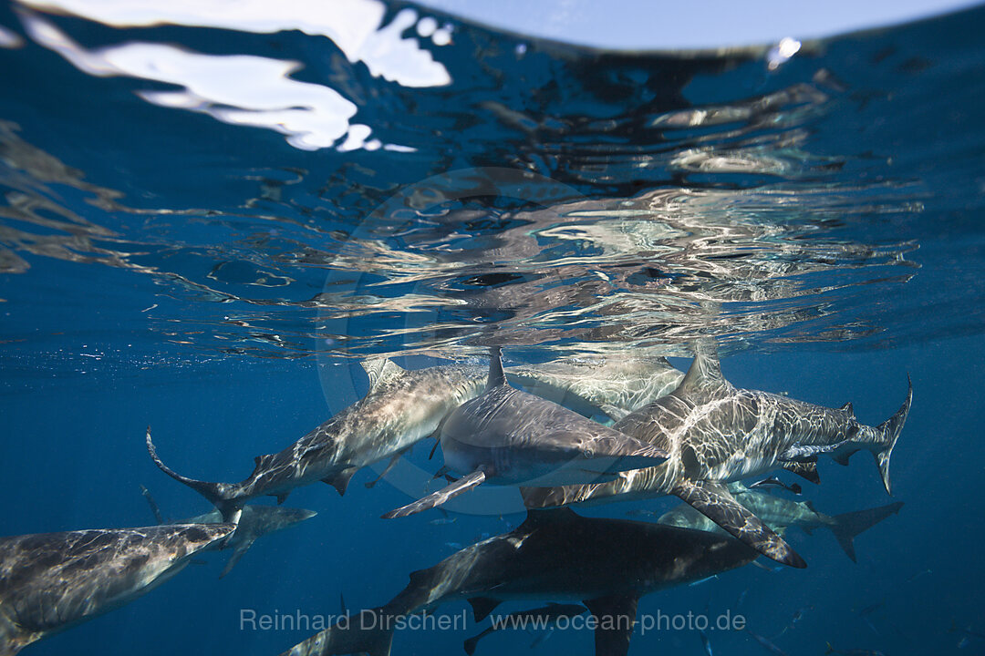 Schwarzspitzenhaie, Carcharhinus limbatus, Aliwal Shoal, Indischer Ozean, Suedafrika