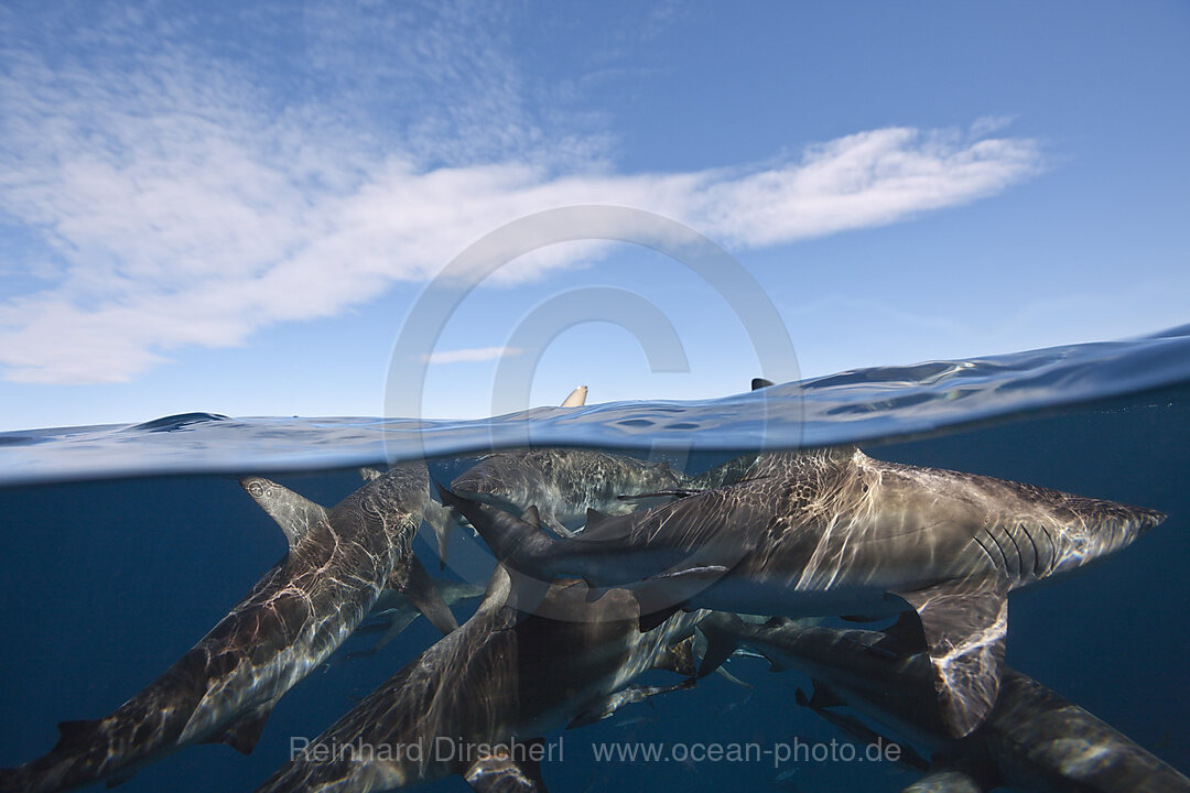 Schwarzspitzenhaie, Carcharhinus limbatus, Aliwal Shoal, Indischer Ozean, Suedafrika