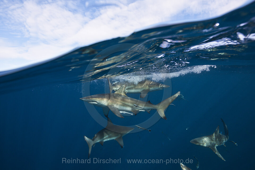 Blacktip Sharks, Carcharhinus limbatus, Aliwal Shoal, Indian Ocean, South Africa