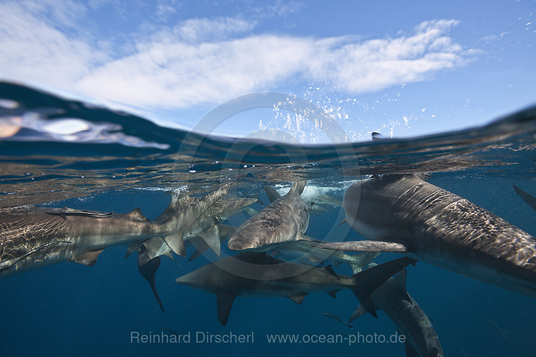 Schwarzspitzenhaie, Carcharhinus limbatus, Aliwal Shoal, Indischer Ozean, Suedafrika