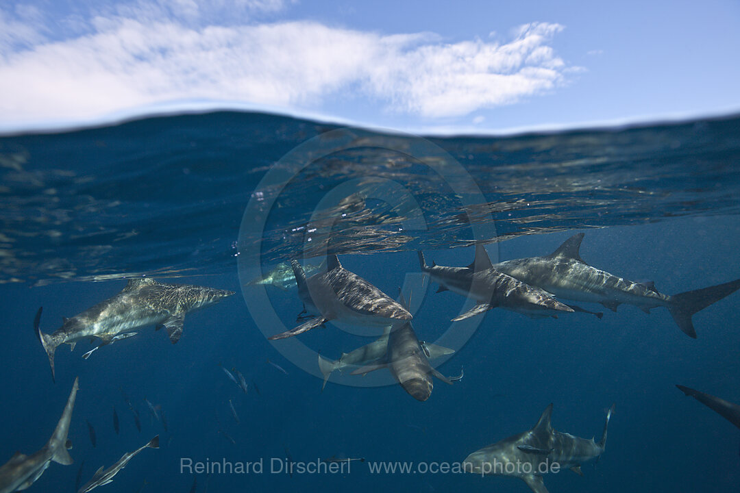 Schwarzspitzenhaie, Carcharhinus limbatus, Aliwal Shoal, Indischer Ozean, Suedafrika