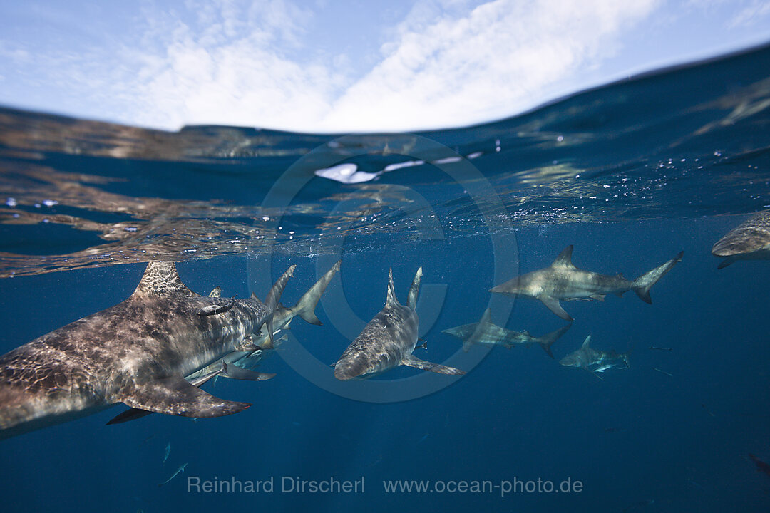 Blacktip Sharks, Carcharhinus limbatus, Aliwal Shoal, Indian Ocean, South Africa