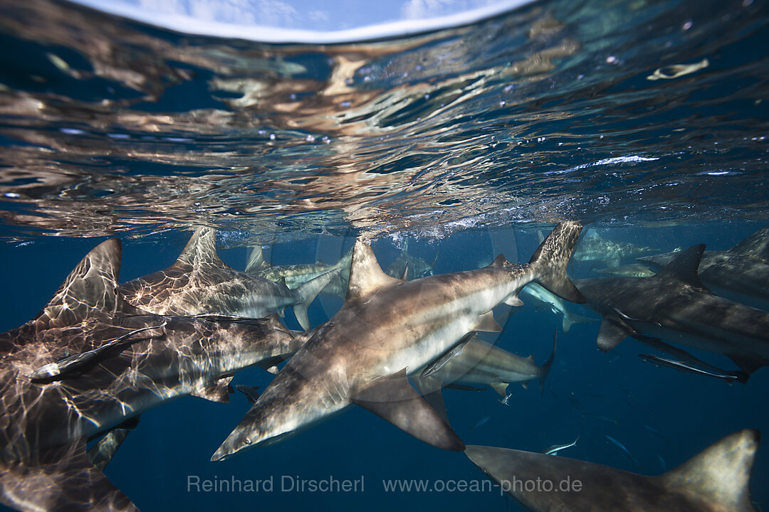 Schwarzspitzenhaie, Carcharhinus limbatus, Aliwal Shoal, Indischer Ozean, Suedafrika