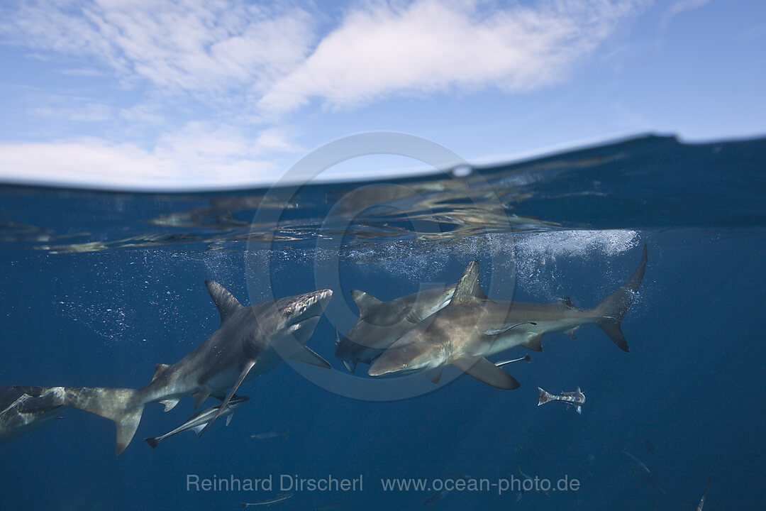 Schwarzspitzenhaie, Carcharhinus limbatus, Aliwal Shoal, Indischer Ozean, Suedafrika