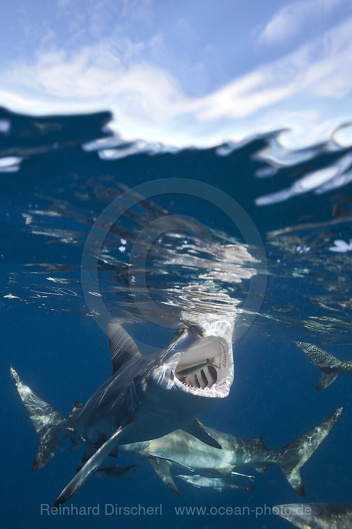 Schwarzspitzenhaie, Carcharhinus limbatus, Aliwal Shoal, Indischer Ozean, Suedafrika