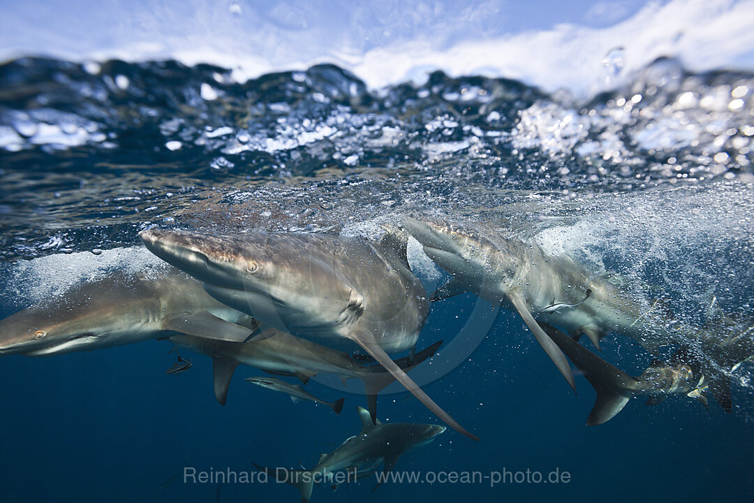 Blacktip Sharks, Carcharhinus limbatus, Aliwal Shoal, Indian Ocean, South Africa