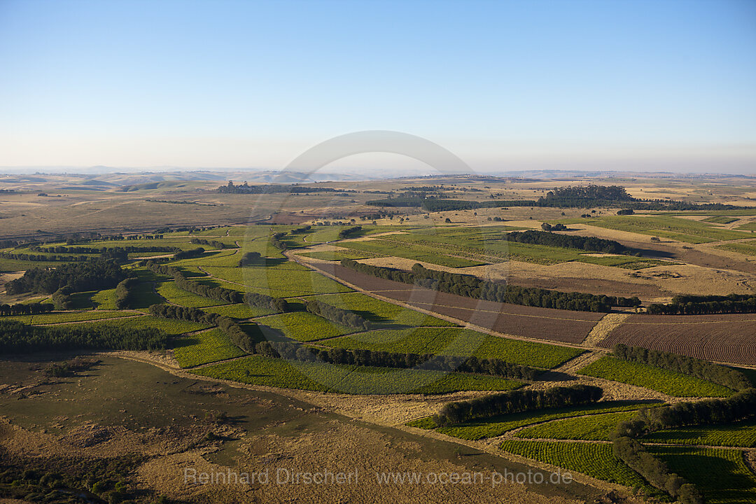 Teeplantagen an der Wild Coast, n/a, Mbotyi, Ostkap, Suedafrika