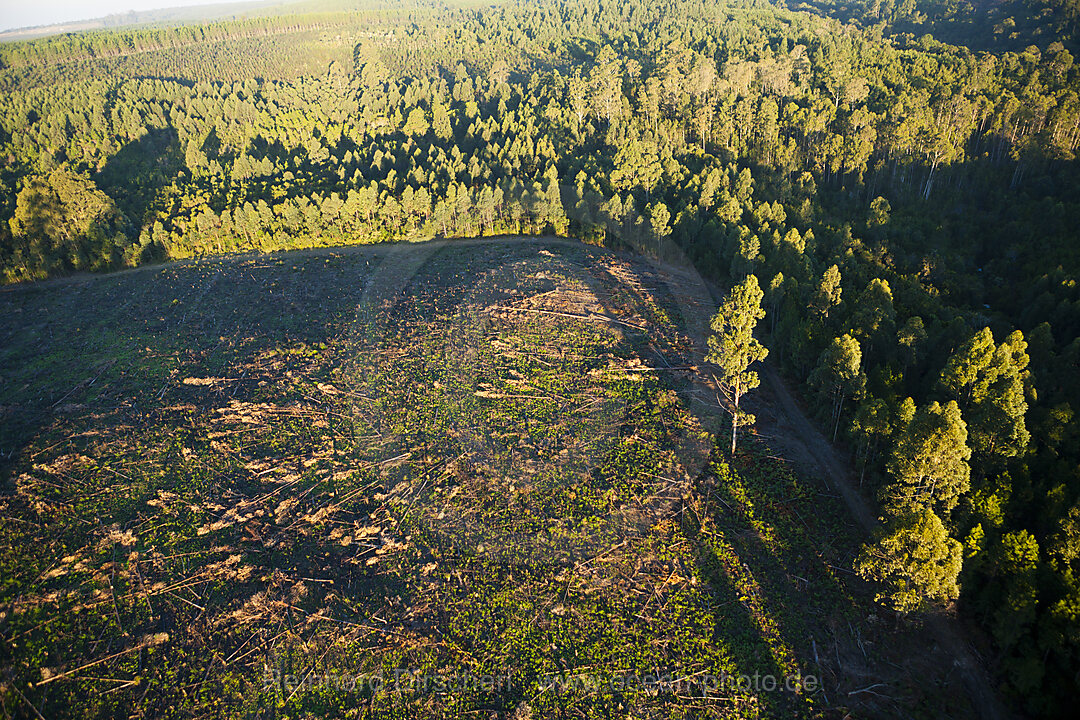 Regenwald wird fuer Teeplantagen abgeholzt, n/a, Mbotyi, Ostkap, Suedafrika